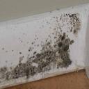 Visible mold may be nontoxic but still harmful.