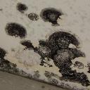 Toxic black mold growth in a home in Sacramento, CA.