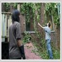 Tree Pruning Toronto
