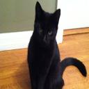 Cat and Small Pet Visits