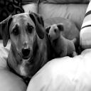 Fur-Endly Pet Care Pet Sitting Services