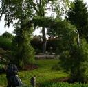 White Pine Arch