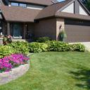 Pretty  Wave Petunias