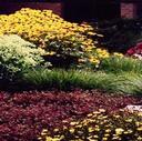 Perennials
