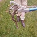Snake Removal