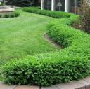 Hedge
