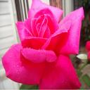 You can see the dewdrops on it.