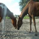 Checking each other out.