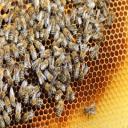Assure-Tech Pest Control