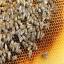 Assure-Tech Pest Control