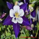 Remembrance Columbine