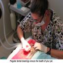 Regular dental cleanings ensure the health of your pet