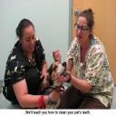 Weâ€™ll teach you how to clean your petâ€™s teeth