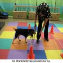 Our K9 rehab facility helps pets stretch their legs
