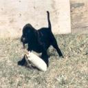 Parkland Kennels