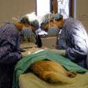 Vaccinations in Fremont, CA
