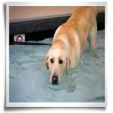 Animal Hospital in Manassas Park, VA