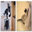 Cat Teeth Cleaning in Manassas Park, VA