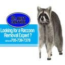 pest control orillia
