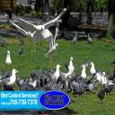 pest control collingwood