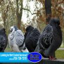 pest control alliston
