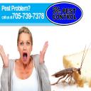 bed bugs collingwood