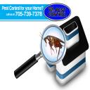 bed bugs midland