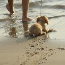 puppy on the beach