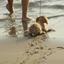 puppy on the beach