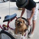 Palencia Pet Clinic
