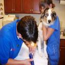 Palencia Pet Clinic