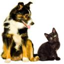 Palencia Pet Clinic