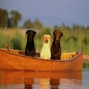 Palencia Pet Clinic