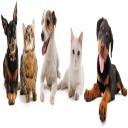 Palencia Pet Clinic