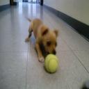 Emergency Veterinarian Service in Norman, OK