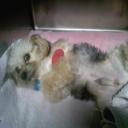 Pet Hospital in Norman, OK