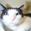 Cat Boarding in Norman, OK