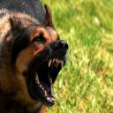 Dartmouth MA dog bite injury lawyer