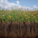 Like the prairie landscape, life may at times feel chaotic or wild...