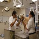 Pet Dentistry San Antonio, TX