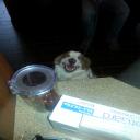 Pet-boarding-Littleton,-CO-80125