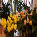 Blooms
