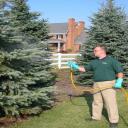 Anti-desiccant evergreen protection helps prevent winter burn and moisture 