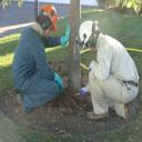 Our expert technicians inspecting a tree's roots and soil.