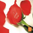 Words On Petals - I Love You