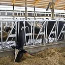 Headlock Panels