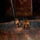Bat Exclusion