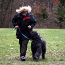 Graduates of our board and train basic and advanced obedience programs are 