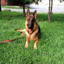 John Soares K9 Training, LLC sells family and personal protection dogs that