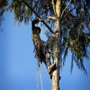 Tree Trimming